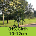 Brown Turkey fig tree 10 to 12 cm girth